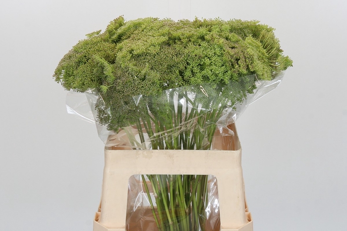 <h4>Ammi Visnaga Green Mist</h4>