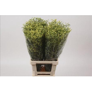 LIMONIUM SINENSE CHINA SUMMER