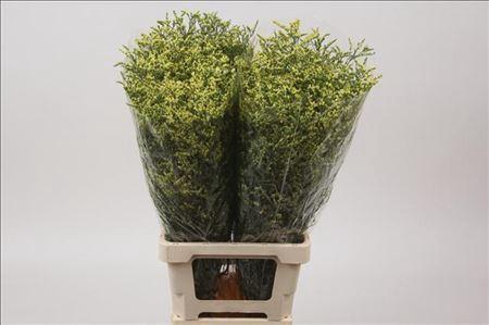 <h4>LIMONIUM SINENSE CHINA SUMMER</h4>