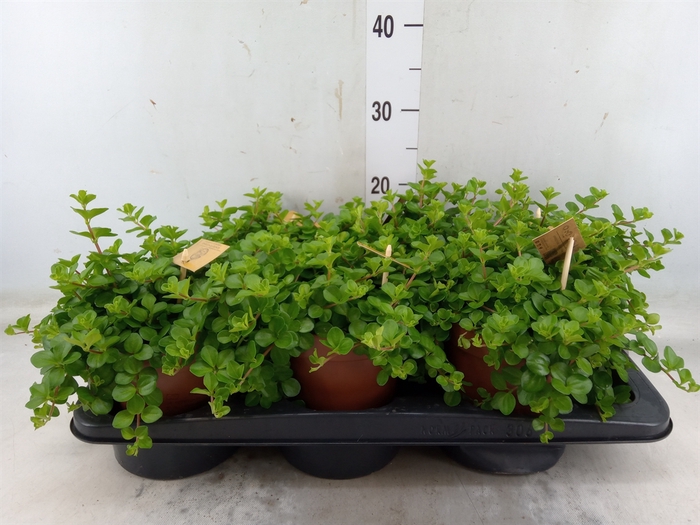 <h4>Peperomia rotundifolia</h4>