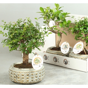 BONSAI GEM