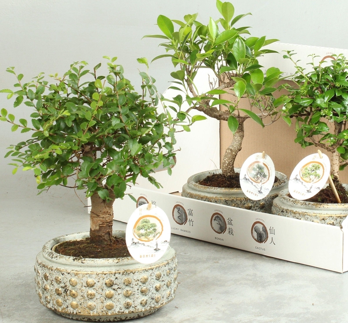 BONSAI GEM