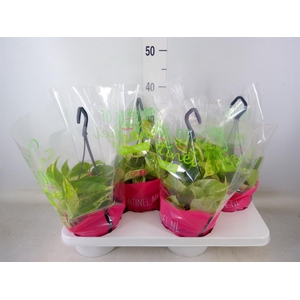 Epipremnum pinn. 'Marble Queen'  HG