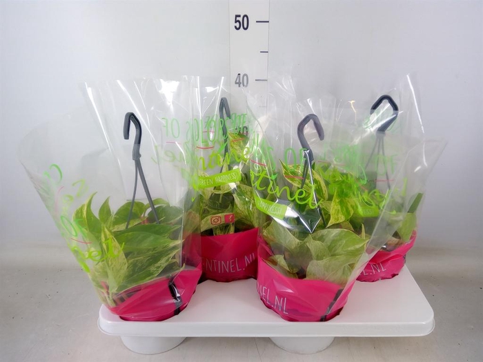 <h4>Epipremnum pinn. 'Marble Queen'  HG</h4>