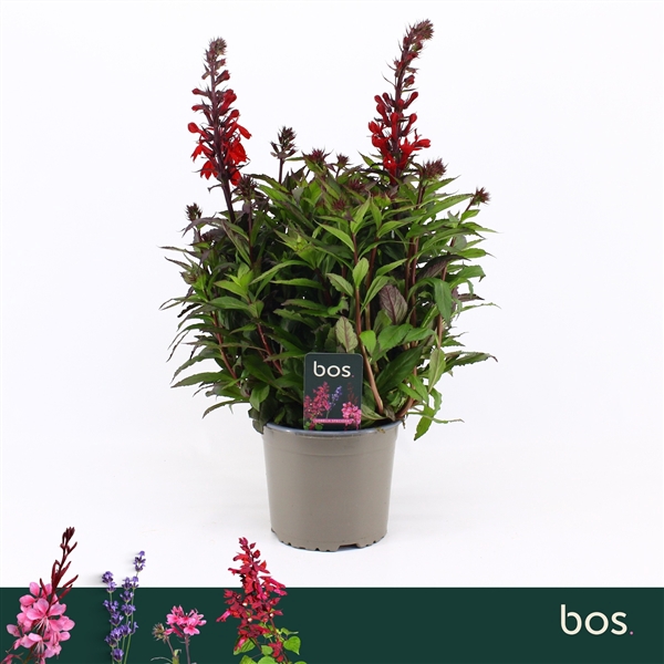 <h4>Lobelia Speciosa, Starship Scarlett</h4>