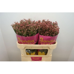 LIMONIUM SIN MAX DIAMOND LIM SIN MA