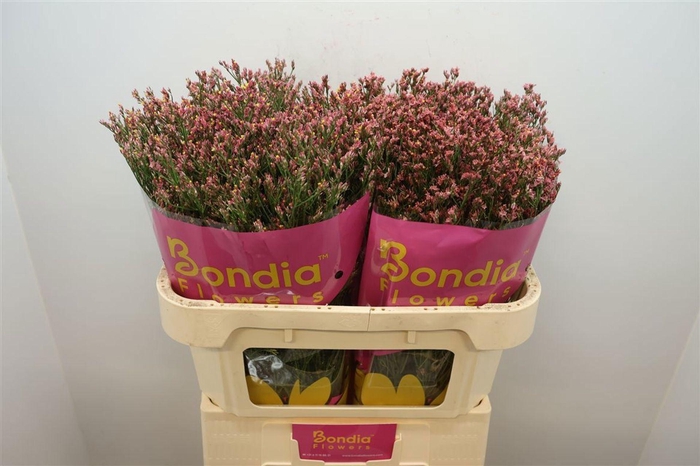 <h4>LIMONIUM SIN MAX DIAMOND LIM SIN MA</h4>