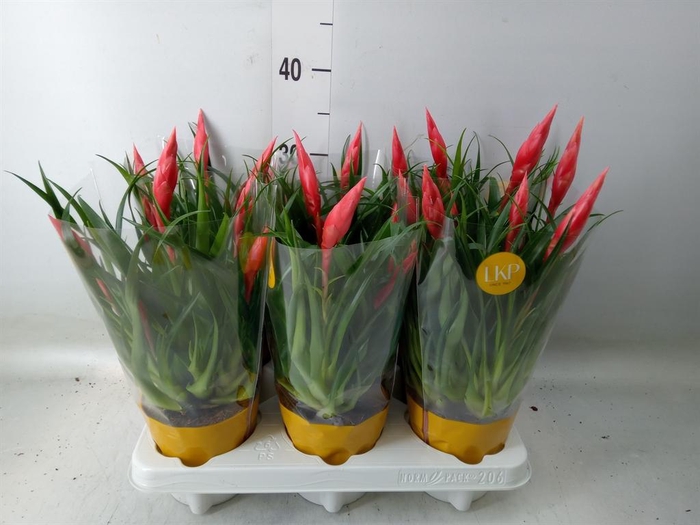 <h4>Vriesea  'Astrid'</h4>