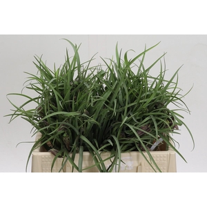 Fritillaria Meleagris