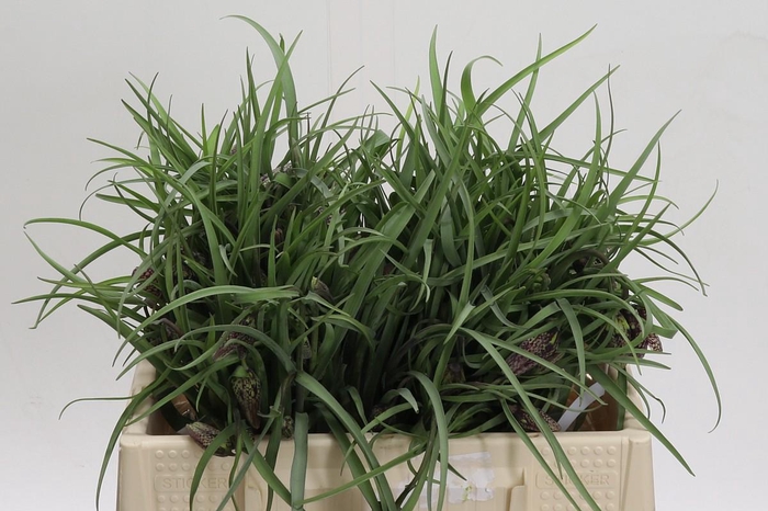<h4>Fritillaria Meleagris</h4>