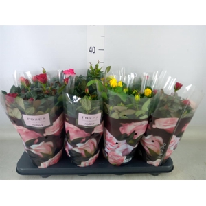 Rosa  'Patio-Hit'   ...mix 5