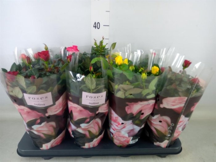 <h4>Rosa  'Patio-Hit'   ...mix 5</h4>