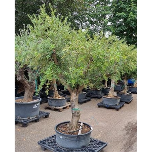 Olea Europaea Vertakt P80 H240 Nr8