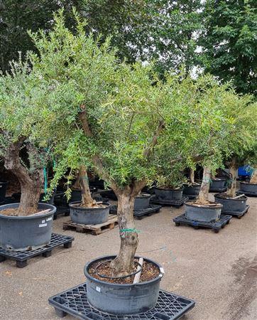 <h4>Olea Europaea Vertakt P80 H240 Nr8</h4>