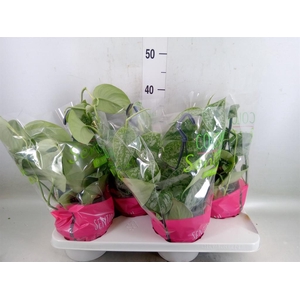 Scindapsus pictus 'Trebie'