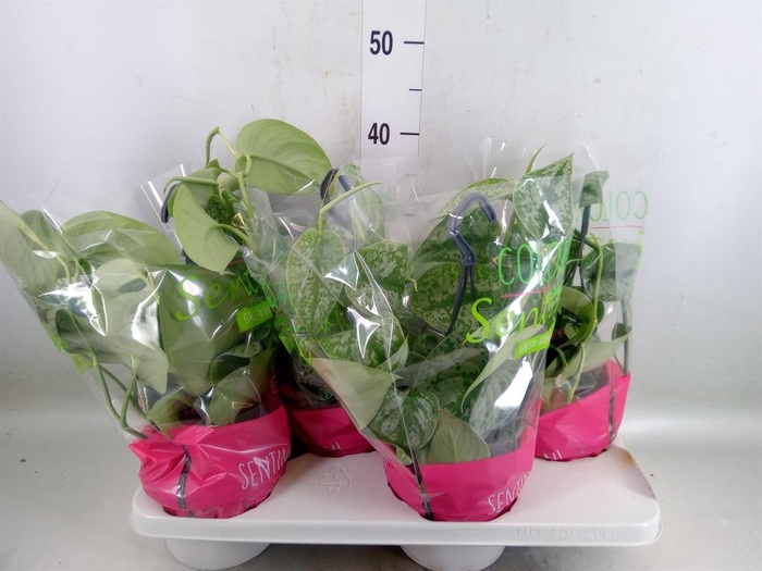 <h4>Scindapsus pictus 'Trebie'</h4>