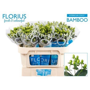 Hyp Coco Bamboo