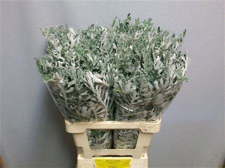 <h4>JACOBAEA MARITIMA</h4>