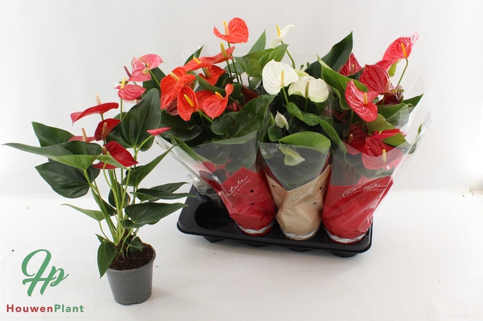 <h4>ANTHU AN GEM 4 KL</h4>