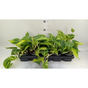 Philodendron scand. 'Brasil'