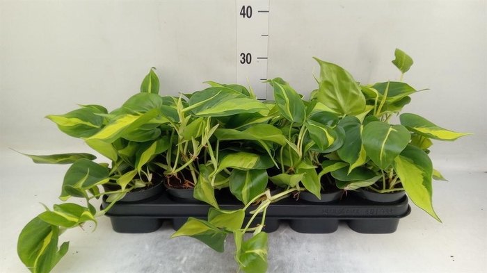 <h4>Philodendron scand. 'Brasil'</h4>