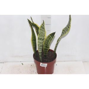 SANSEVIERIA VARIADA P17