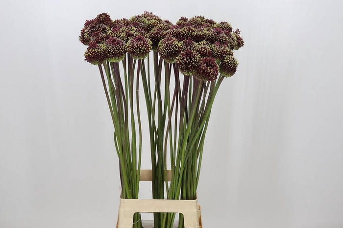 <h4>Allium Red Mohican</h4>