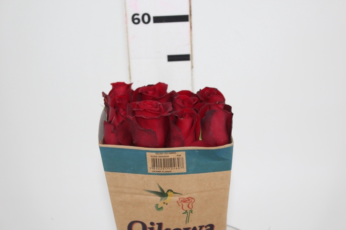 ANASTASIA DARK FUEGO 080 CM