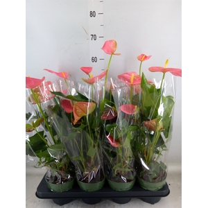 Anthurium andr. 'Colorado'