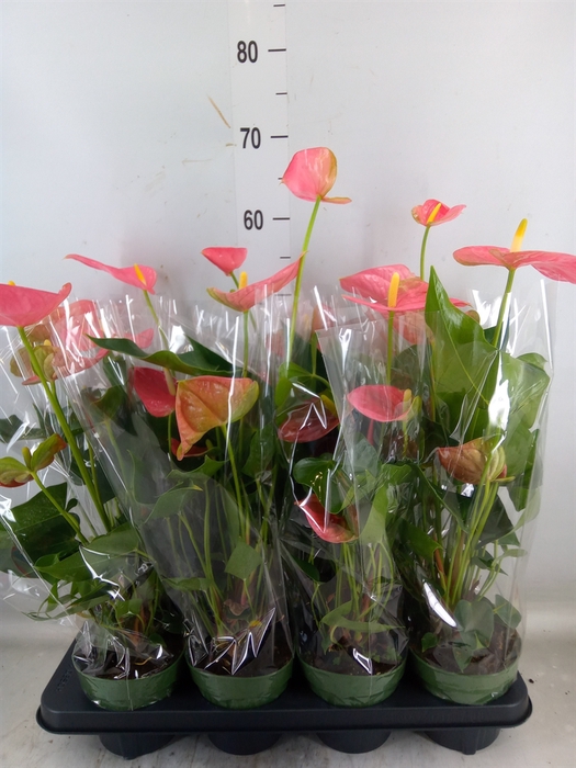 <h4>Anthurium andr. 'Colorado'</h4>