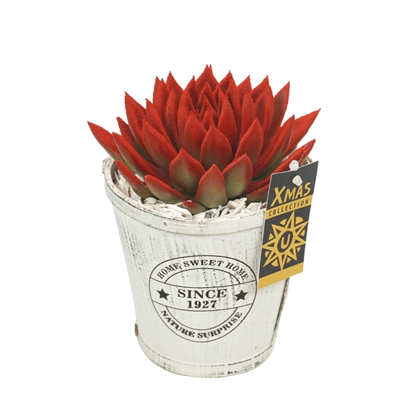 <h4>Kerstpot opgemaakt met Echeveria Snowy rood</h4>