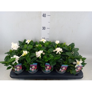 Gardenia jasminoides