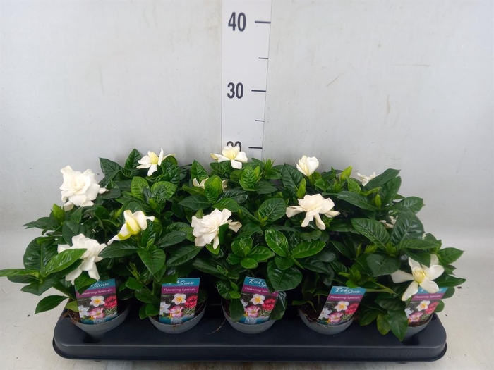 <h4>Gardenia jasminoides</h4>