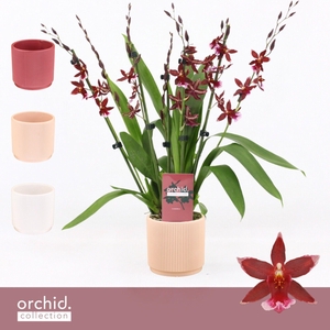 Barrocco Red, 7+ spike Compact in Horizon Ribble 'Orchid Collection'