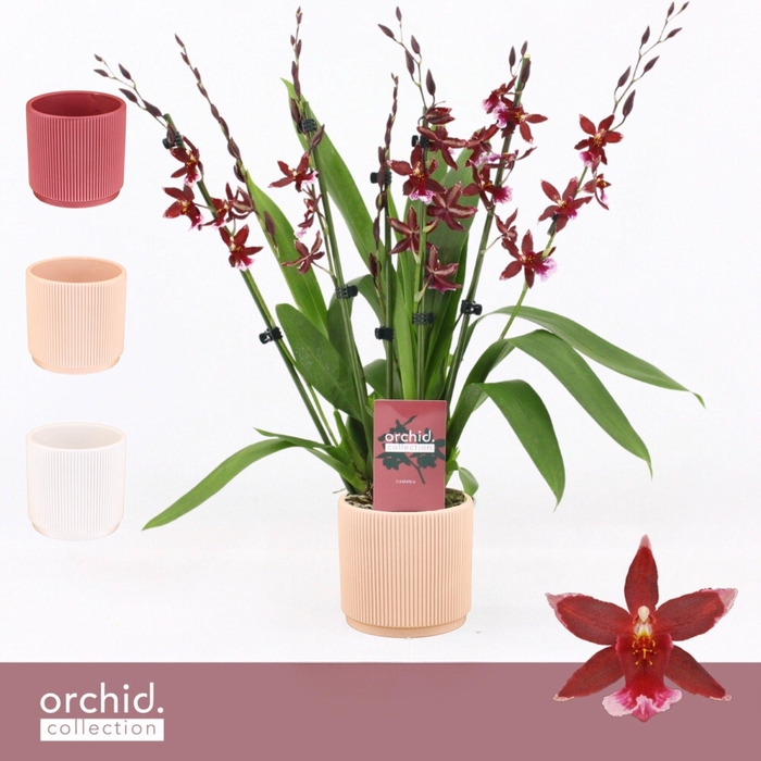 <h4>Barrocco Red, 7+ spike Compact in Horizon Ribble 'Orchid Collection'</h4>