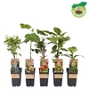 Fruitbomen overig