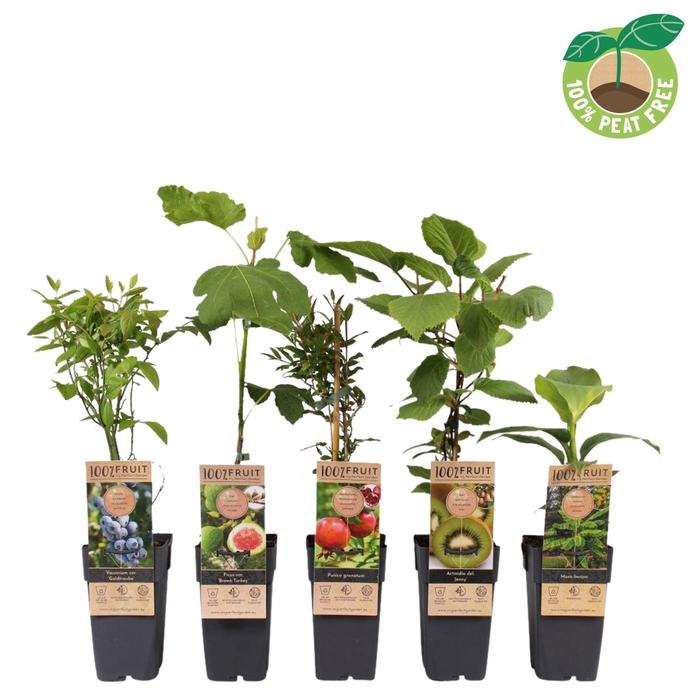 <h4>Fruitbomen overig</h4>