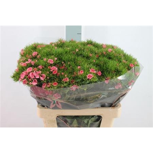 Di Barb Breanthus Earl Pale Pink