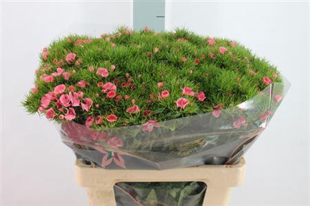 <h4>Di Barb Earl Light Pink</h4>