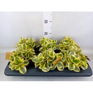 Peperomia obt. 'Obtipan Bicolor'