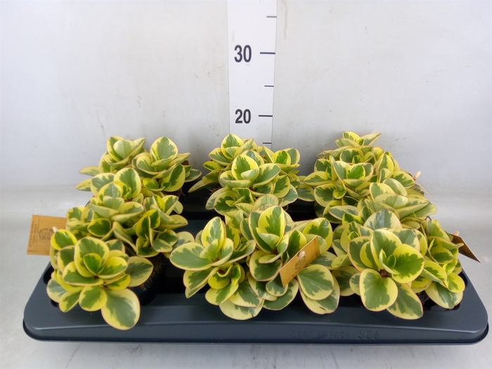 <h4>Peperomia obt. 'Obtipan Bicolor'</h4>