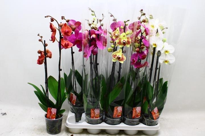 <h4>PHAL GEM 7 KL</h4>
