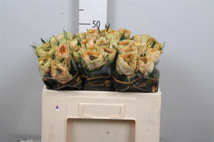 <h4>R Gr Golden Lady</h4>