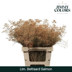 Lim Bel L70 Salmon