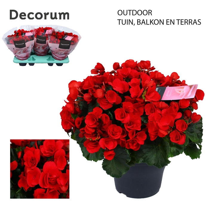 <h4>Betulia red 19cm outdoor Decorum</h4>