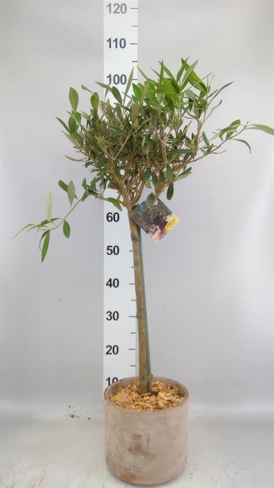 <h4>Arr.   Tuinplanten H%</h4>