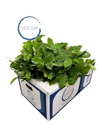 <h4>Salal Tips Ventium</h4>