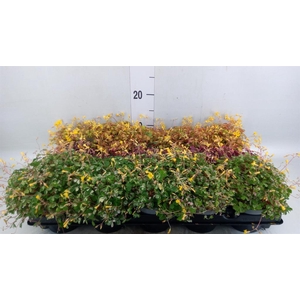 Oxalis   ...mix