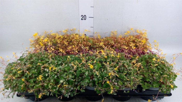 <h4>Oxalis   ...mix</h4>
