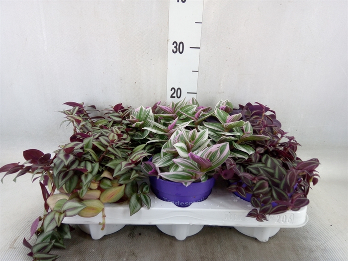 <h4>Tradescantia   ...mix</h4>